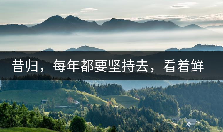 昔歸，每年都要堅持去，看著鮮葉都是香甜的