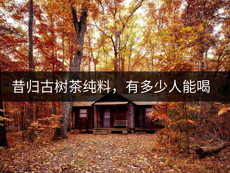 昔歸古樹茶純料，有多少人能喝到真品