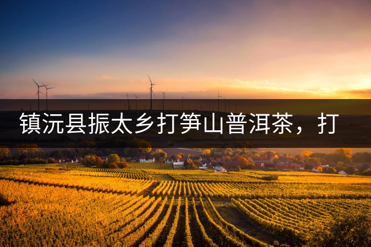 鎮(zhèn)沅縣振太鄉(xiāng)打筍山普洱茶，打筍山古樹(shù)茶口感特點(diǎn)