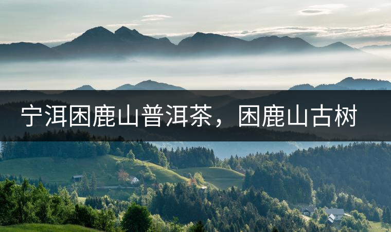 寧洱困鹿山普洱茶，困鹿山古樹茶口感特點(diǎn)