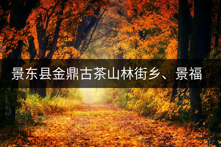 景東縣金鼎古茶山林街鄉(xiāng)、景福鄉(xiāng)、東鎮(zhèn)普洱茶