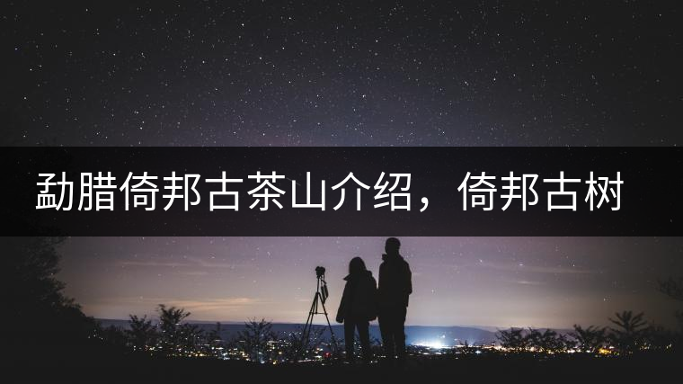 勐臘倚邦古茶山介紹，倚邦古樹茶口感特點