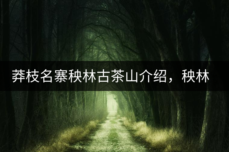 莽枝名寨秧林古茶山介紹，秧林古樹茶口感特點