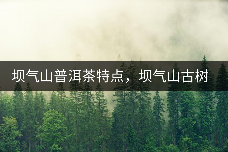 壩氣山普洱茶特點，壩氣山古樹茶介紹