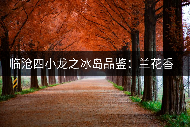 臨滄四小龍之冰島品鑒：蘭花香，冰糖甜