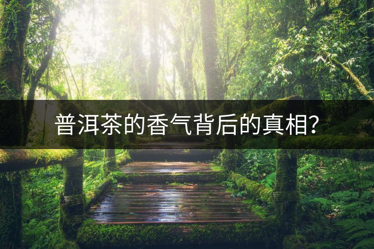 普洱茶的香氣背后的真相？