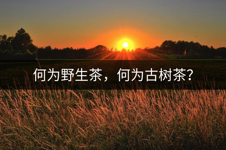 何為野生茶，何為古樹茶？