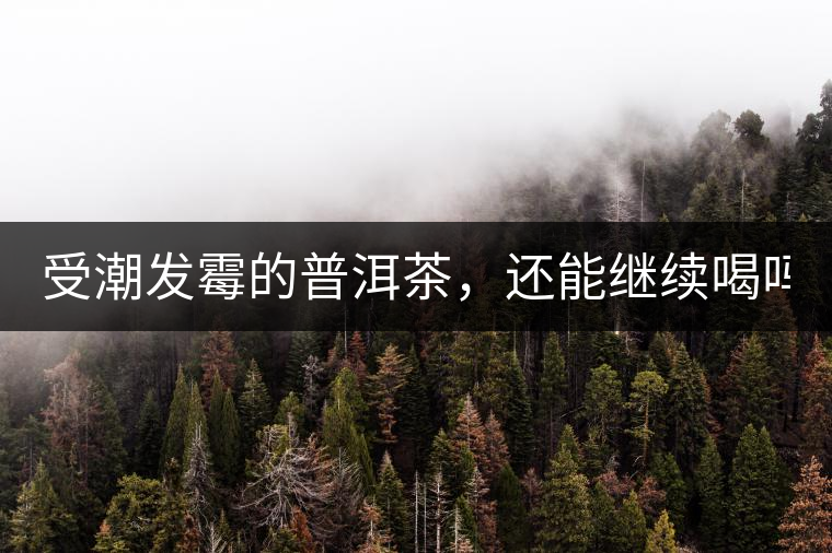 受潮發(fā)霉的普洱茶，還能繼續(xù)喝嗎？