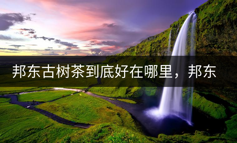 邦東古樹茶到底好在哪里，邦東茶區(qū)普洱茶風(fēng)格特點(diǎn)