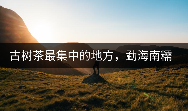 古樹(shù)茶最集中的地方，勐海南糯山古茶山介紹