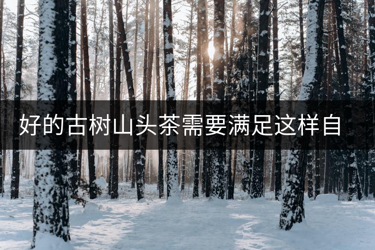 好的古樹山頭茶需要滿足這樣自然條件，以大忠山為例！