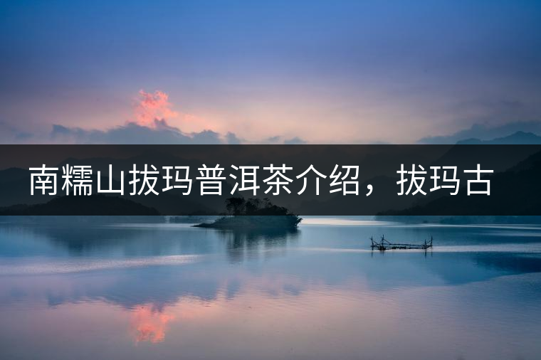 南糯山拔瑪普洱茶介紹，拔瑪古樹茶口感特點(diǎn)