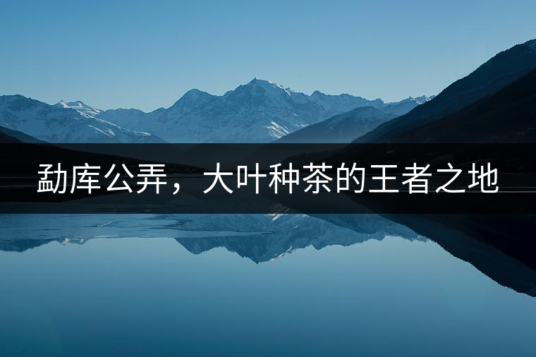 勐庫公弄，大葉種茶的王者之地