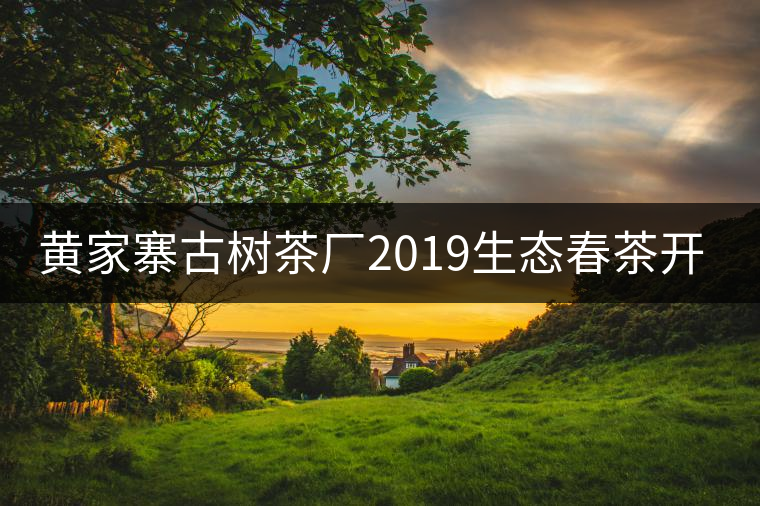 黃家寨古樹茶廠2019生態(tài)春茶開采 黃家寨古樹茶廠2019生態(tài)春茶開采
