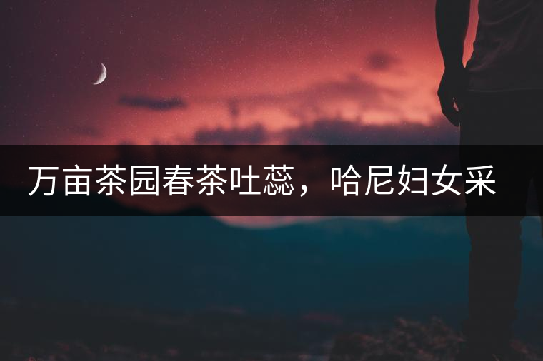 萬畝茶園春茶吐蕊，哈尼婦女采茶忙