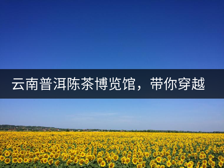 云南普洱陳茶博覽館，帶你穿越時光，品普洱老茶