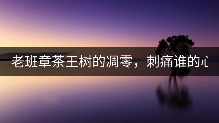 老班章茶王樹(shù)的凋零，刺痛誰(shuí)的心？