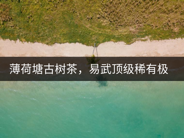 薄荷塘古樹茶，易武頂級(jí)稀有極品