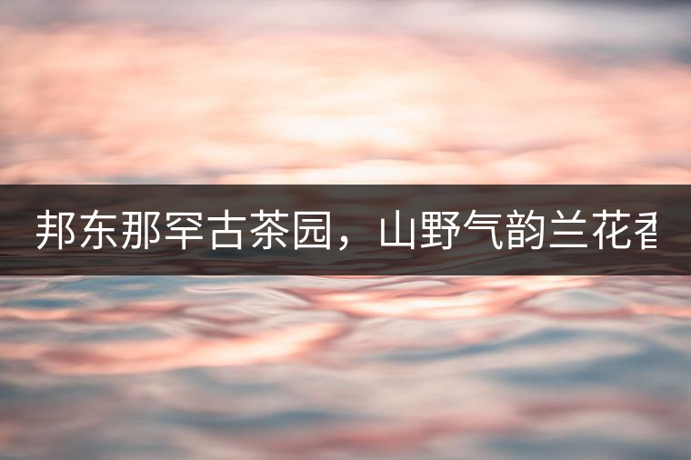 邦東那罕古茶園，山野氣韻蘭花香！