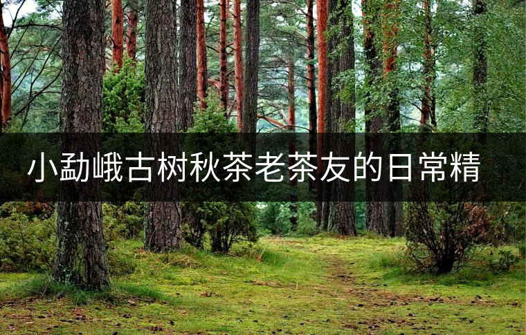 小勐峨古樹秋茶老茶友的日常精品口糧茶