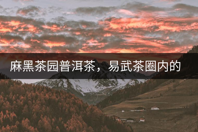 麻黑茶園普洱茶，易武茶圈內(nèi)的翹楚