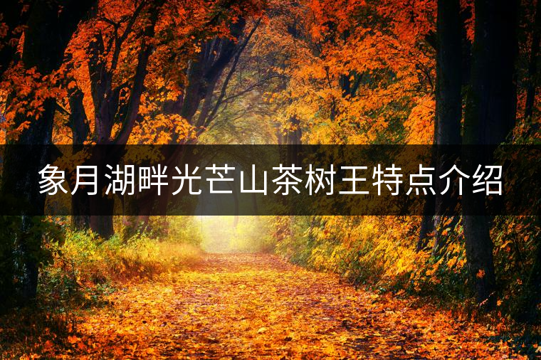 象月湖畔光芒山茶樹王特點介紹