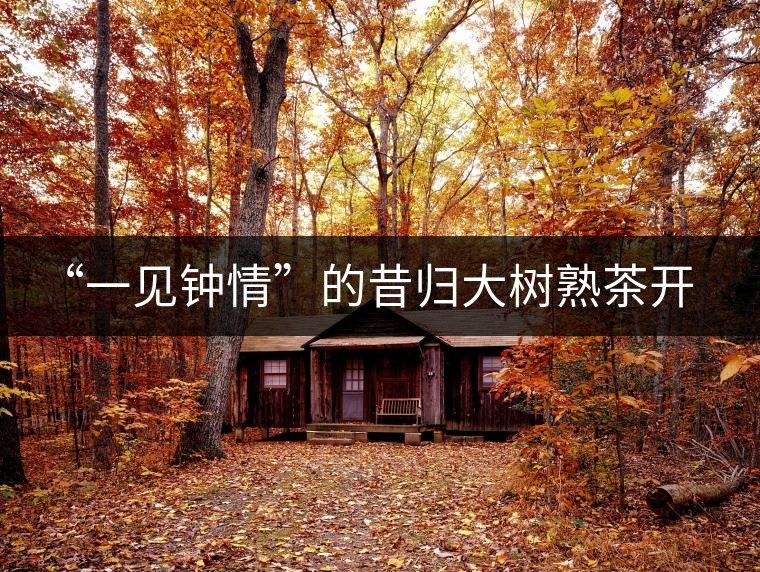 “一見鐘情”的昔歸大樹熟茶開湯品鑒報(bào)告