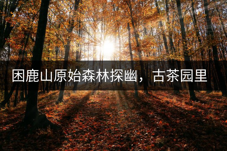 困鹿山原始森林探幽，古茶園里的優(yōu)美景色