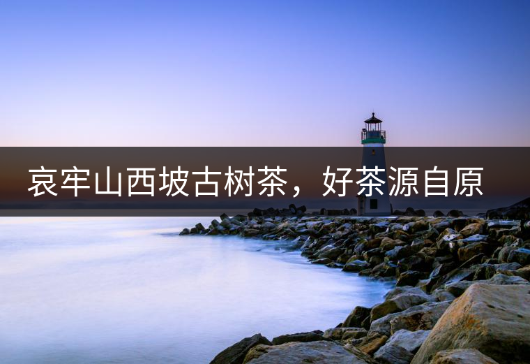 哀牢山西坡古樹(shù)茶，好茶源自原生態(tài)高山