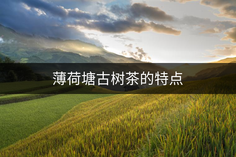 薄荷塘古樹茶的特點(diǎn) 薄荷塘古樹茶的特點(diǎn)