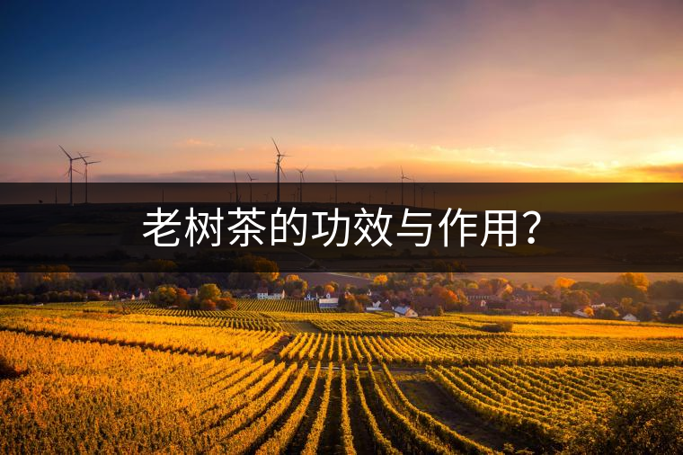 老樹茶的功效與作用？