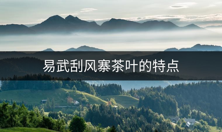 易武刮風(fēng)寨茶葉的特點(diǎn)
