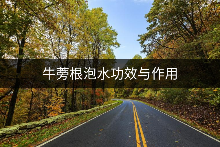 牛蒡根泡水功效與作用