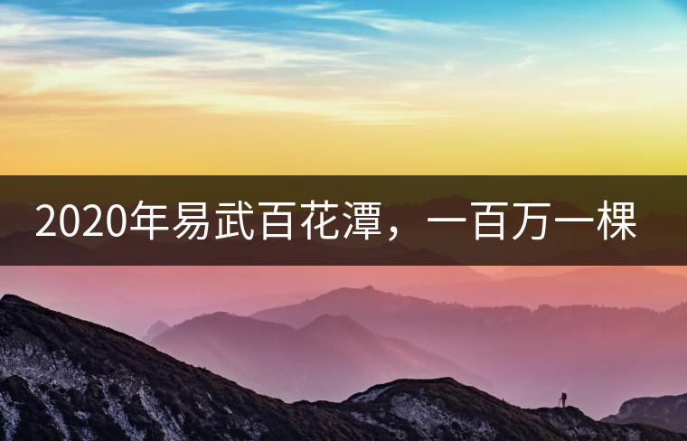 2020年易武百花潭，一百萬一棵樹-易武中聘號(hào)