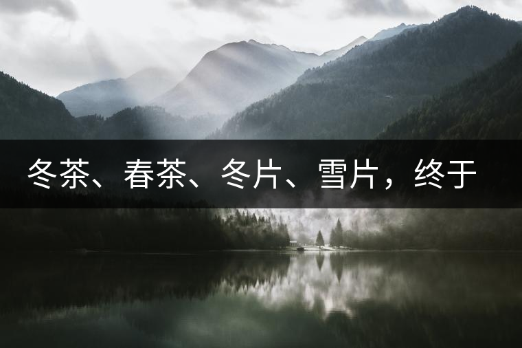 冬茶、春茶、冬片、雪片，終于分清楚了