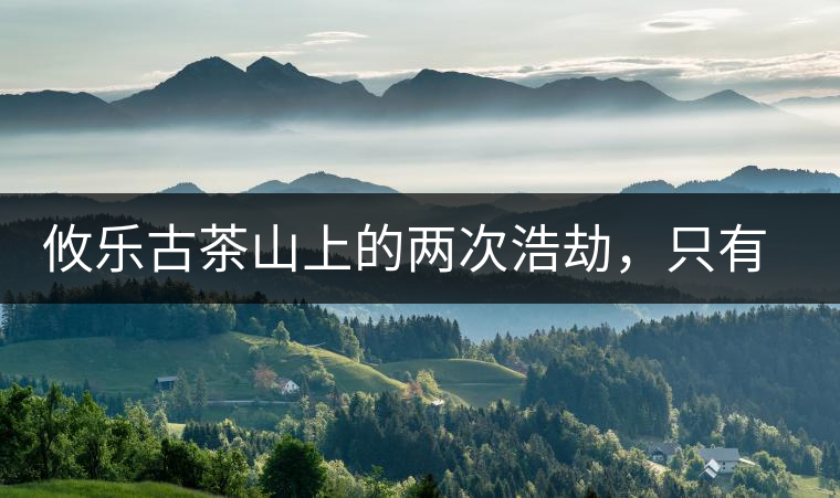 攸樂古茶山上的兩次浩劫，只有絕少部分的茶人解內(nèi)情