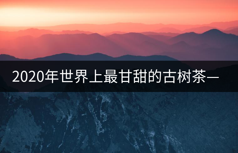 2020年世界上最甘甜的古樹茶—黃草壩古茶-易武中聘號 2020年世界上最甘甜的古樹茶—黃草壩古茶-易武中聘號