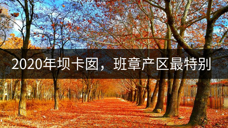 2020年壩卡囡，班章產(chǎn)區(qū)最特別的茶 -易武中聘號