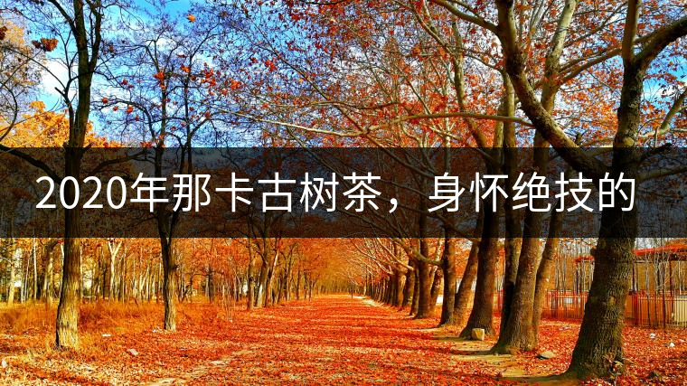 2020年那卡古樹茶，身懷絕技的“小班章” -易武中聘號(hào)