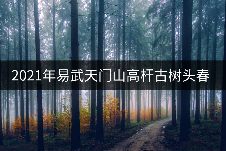 2021年易武天門山高桿古樹頭春多少錢一公斤？