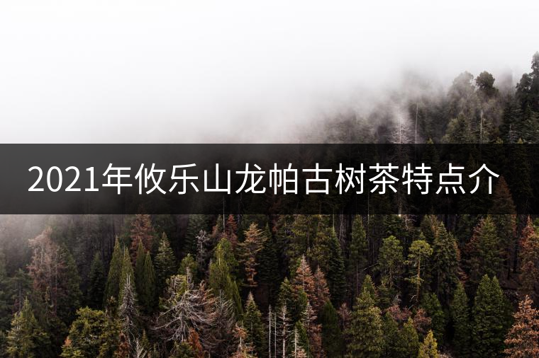 2021年攸樂山龍帕古樹茶特點介紹