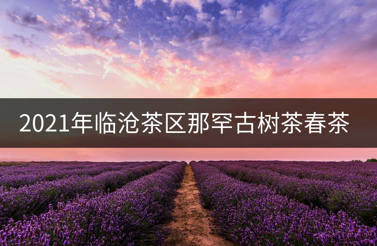 2021年臨滄茶區(qū)那罕古樹茶春茶多少錢一公斤？