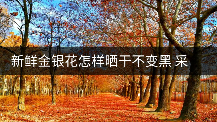 新鮮金銀花怎樣曬干不變黑 采摘后是直接曬干還是洗后曬干