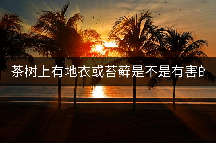 茶樹(shù)上有地衣或苔蘚是不是有害的？