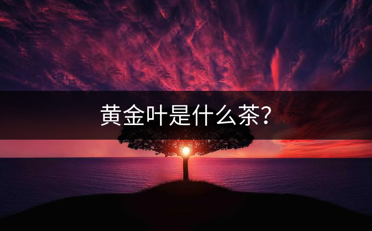 黃金葉是什么茶？