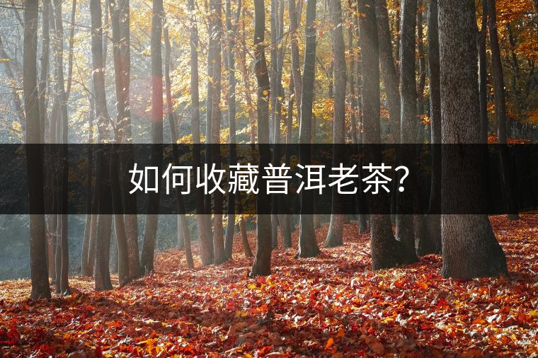 如何收藏普洱老茶？