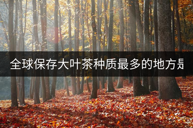 全球保存大葉茶種質(zhì)最多的地方是哪？