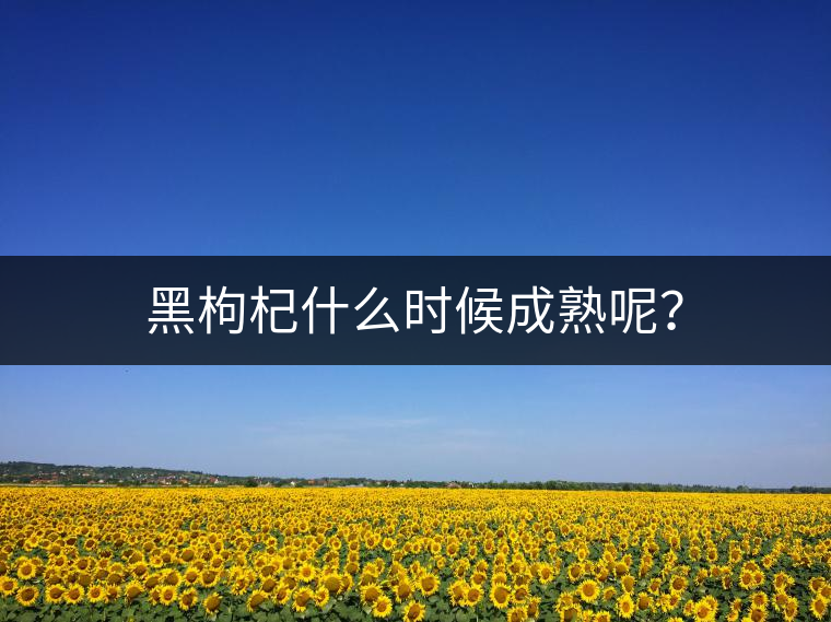 黑枸杞什么時候成熟呢？