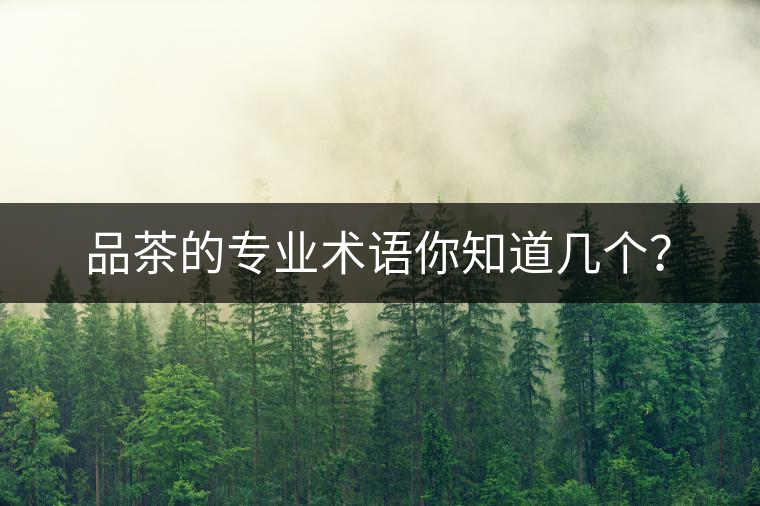 品茶的專業(yè)術(shù)語你知道幾個？