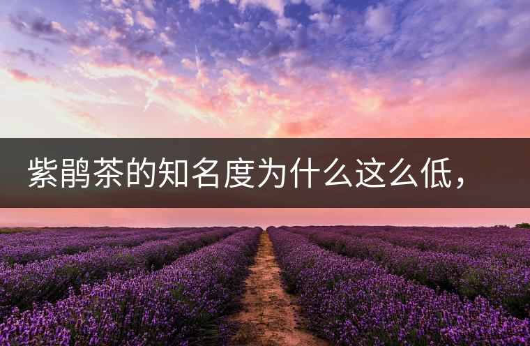 紫鵑茶的知名度為什么這么低，適合做成生茶還是熟茶？